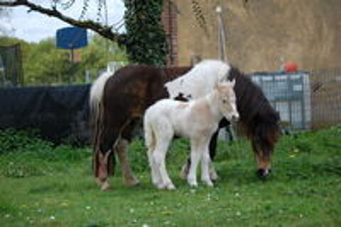  JOLIE POULICHE SHETLAND STANDARD. 
RESERVEE 