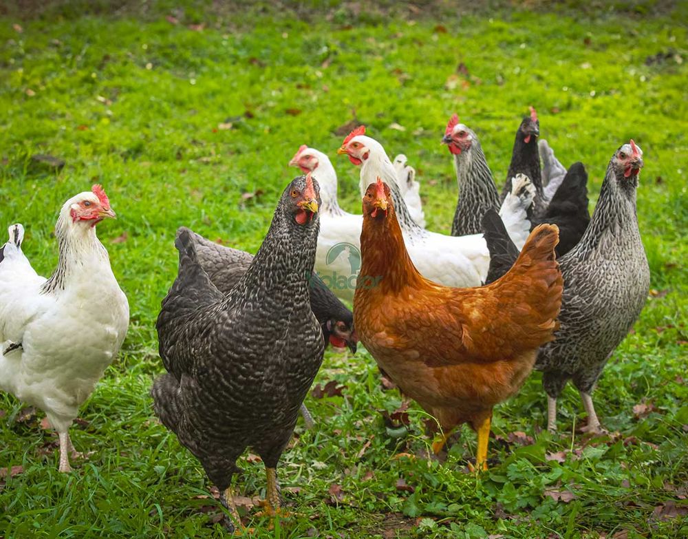   poules pondeuses 