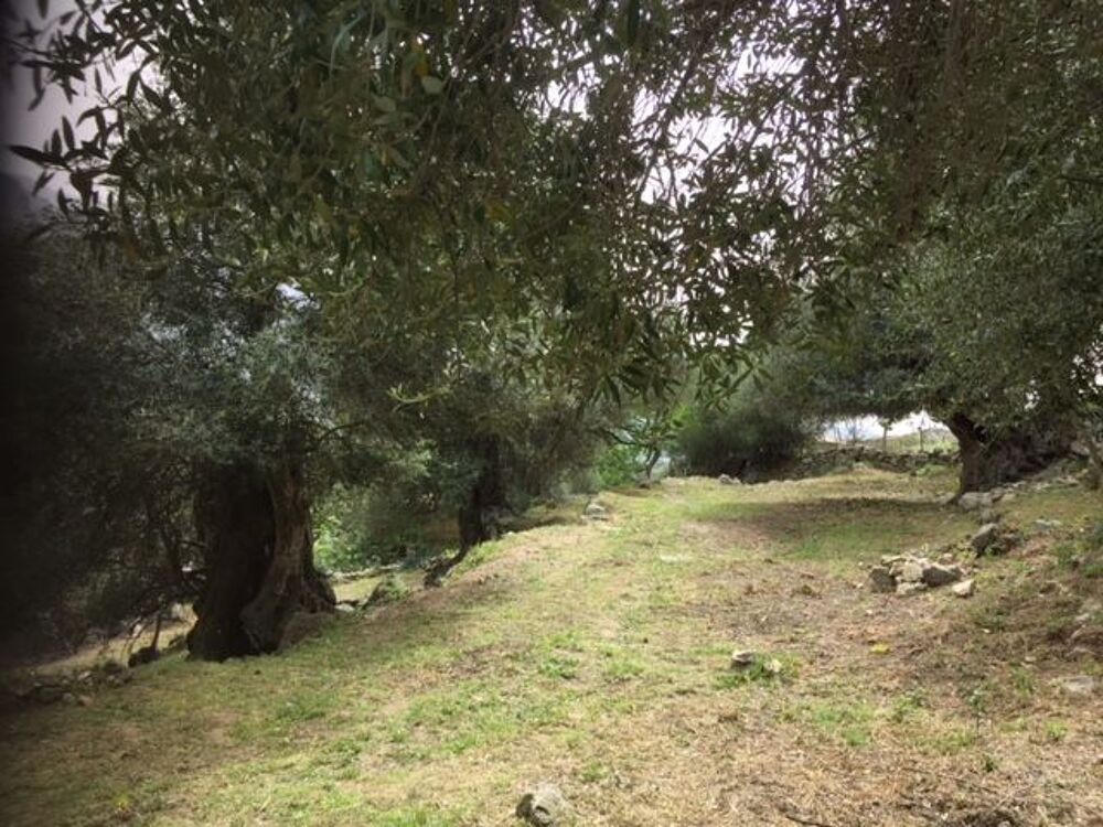 Vente Terrain Superbe Terrain avec Oliviers Centenaires Calvi