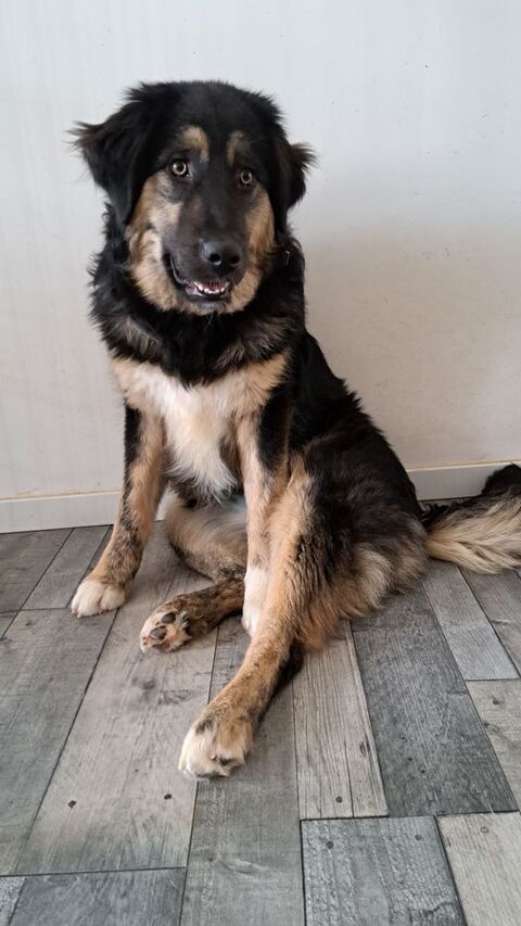 Aria crois&eacute;e n&eacute;e le 01/08/2025 320 86400 Civray