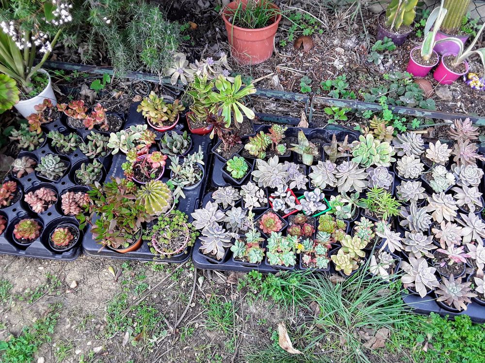 petites plantes grasses et cactus , sur place . Jardin