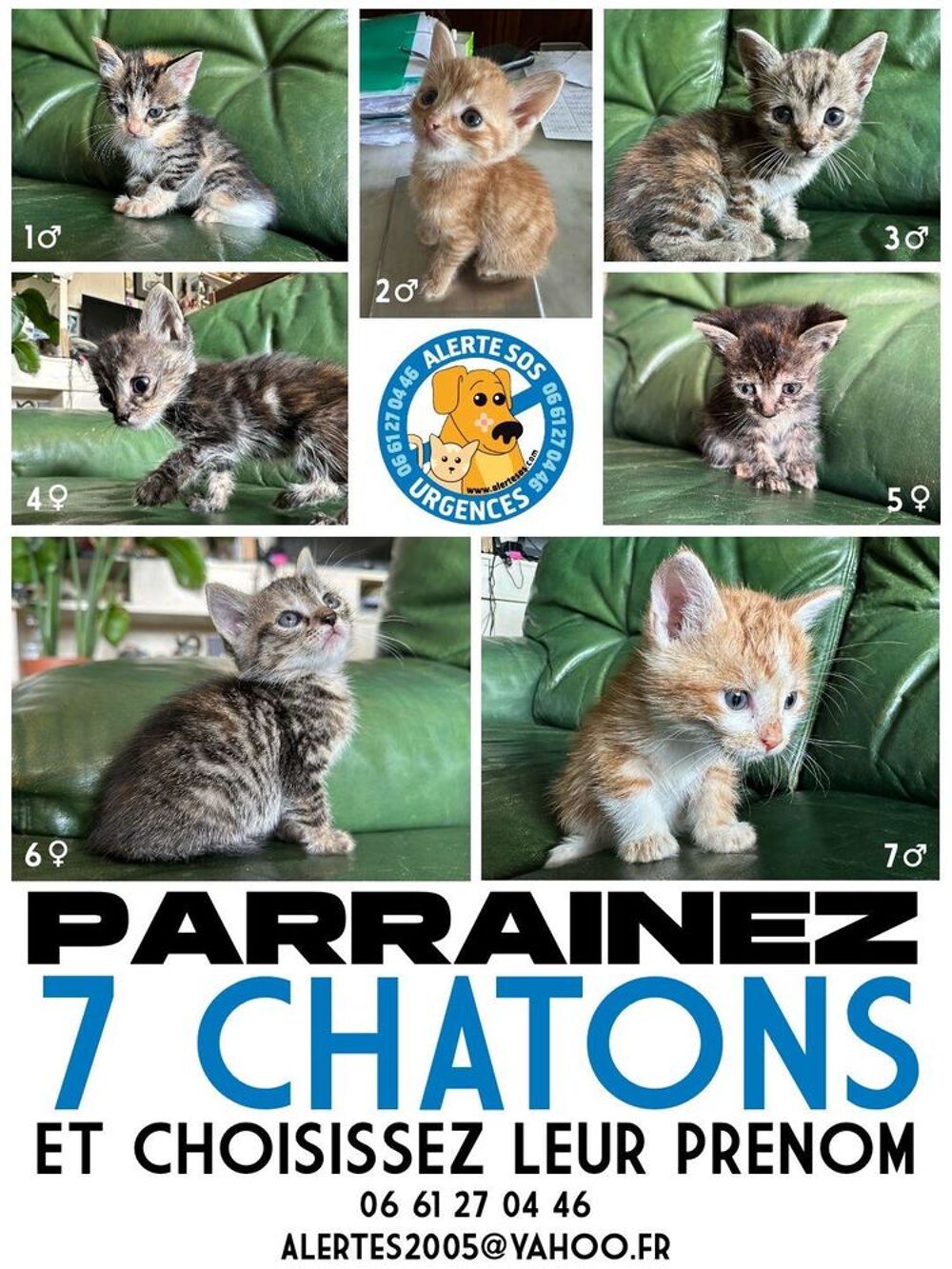   Divers animaux 