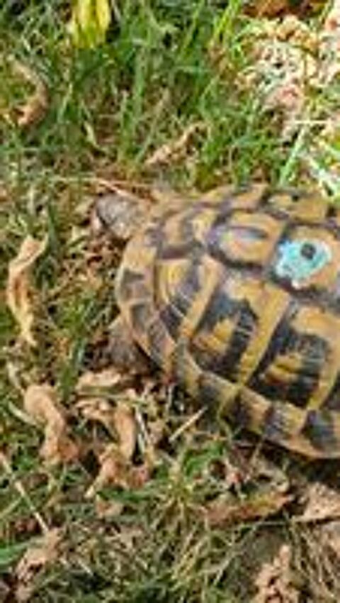   Tortue de terre  mâle  