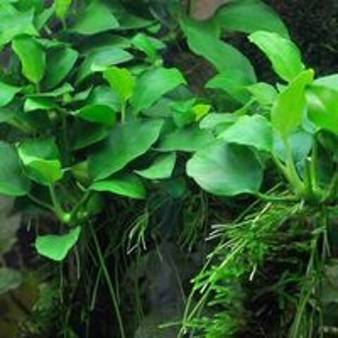   Divers pieds de plantes d'Anubias pour aquarium  