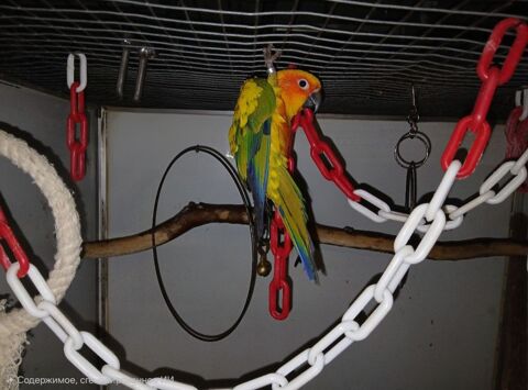 Conure Soleil 1 34000 Montpellier