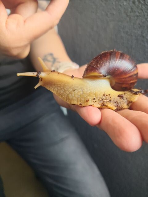 Escargots Lissachatina ? Envoi possible dans toute la France 5 57000 Metz