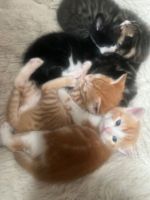 Magnifique chaton 0 84000 Avignon