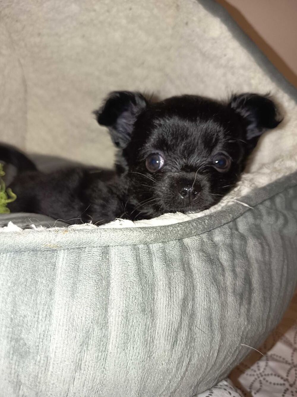  Chihuahua 