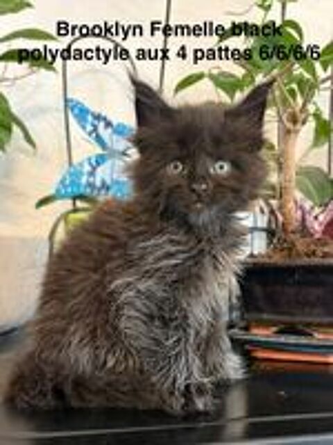   Chatons Maine coon mâles et femelle LOOF  