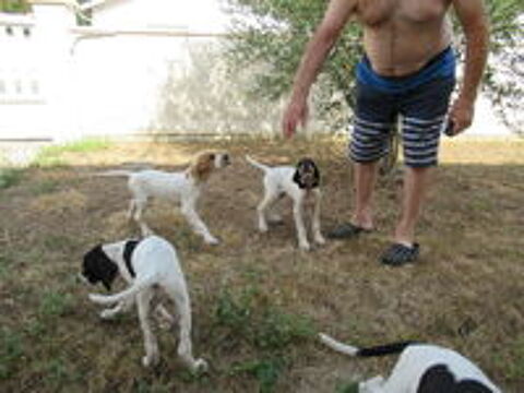   chiots 