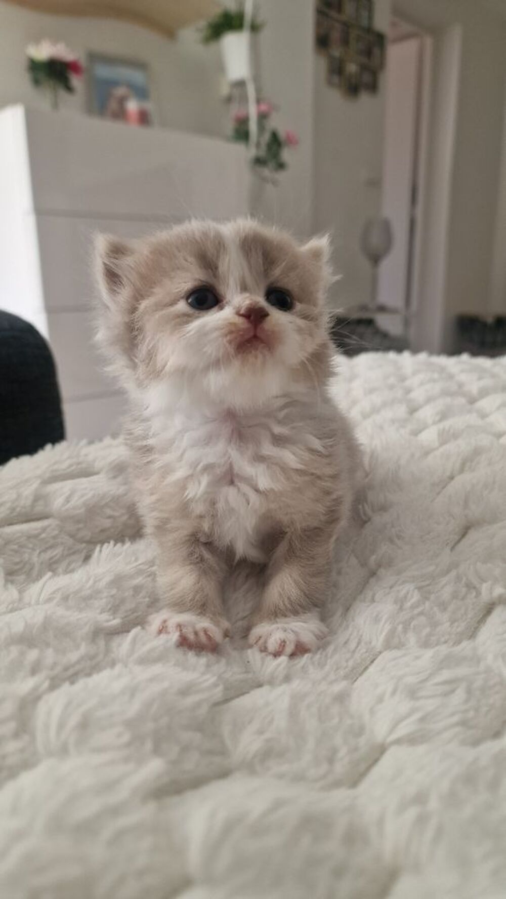   Chaton Scottish fold et straight et Highland Fold  