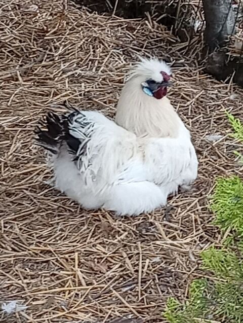 DONNE UN COQ NAiN NEGRE SOIE PURE RACE 0 62370 Nouvelle-glise