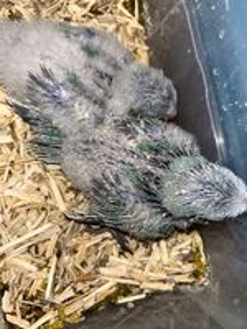   Bébé conure souris bleue  
