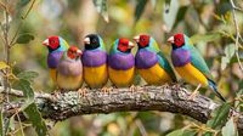   Diamant de Gould 