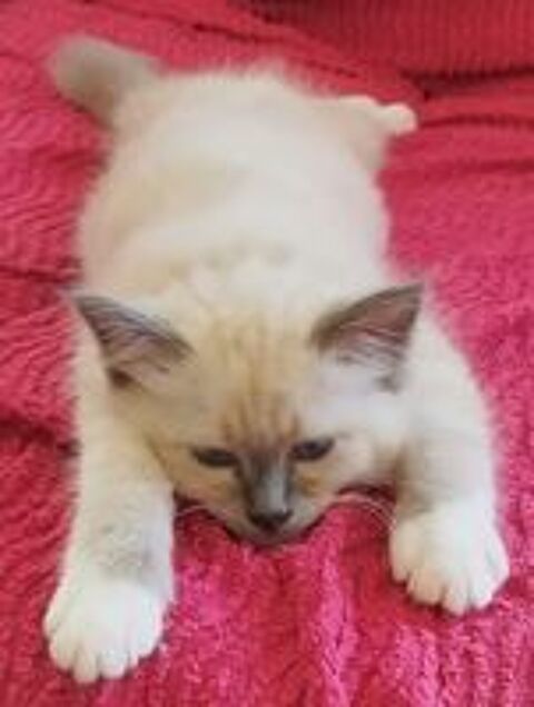   Chaton Mâle Sacré de Birmanie LOOF disponible immédiatement. 