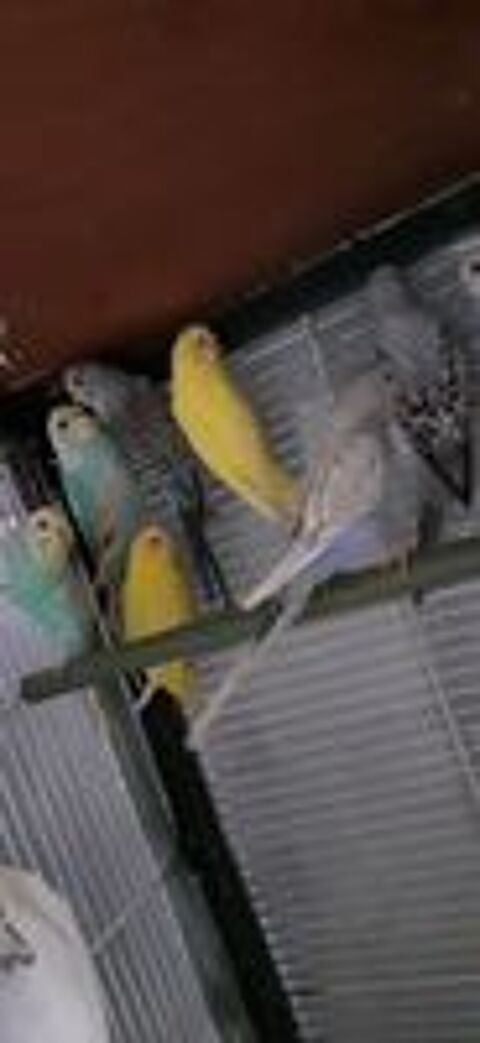   OISEAUX DE CAGES ET DE VOLIÈRES  