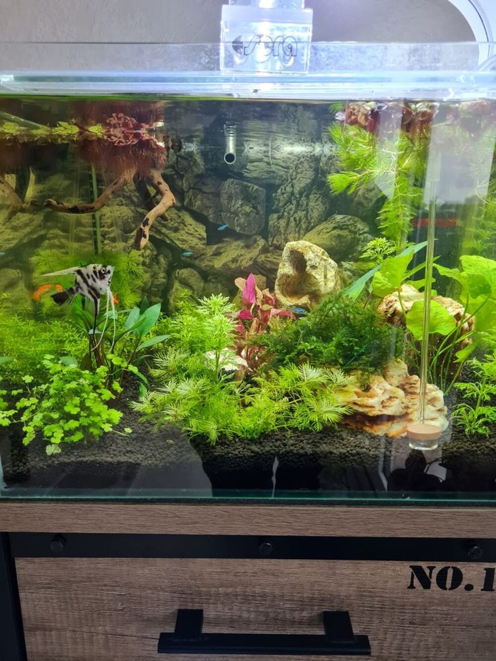 aquarium Dcoration
