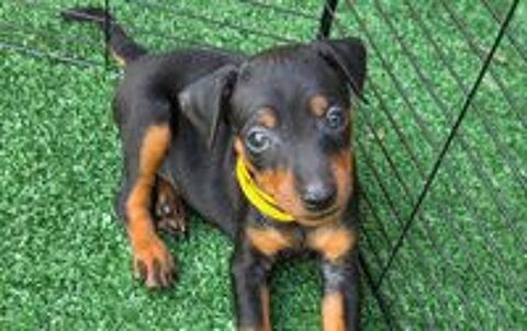  Pinscher Nain a la réservation  