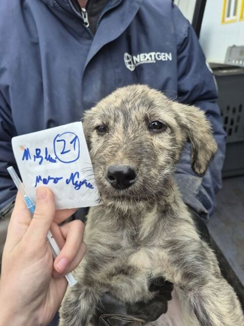 Nilam &agrave; l'adoption 320 71000 Flace les macon