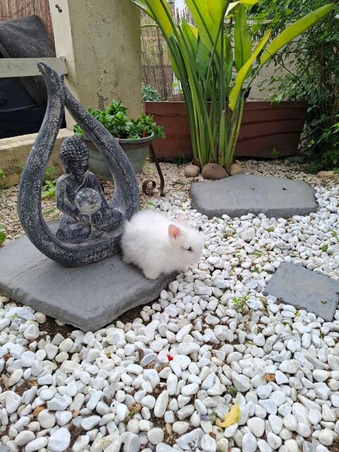  Lapin Teddy Angora blanc aux yeux bleus 50 83200 Le revest-les-eaux