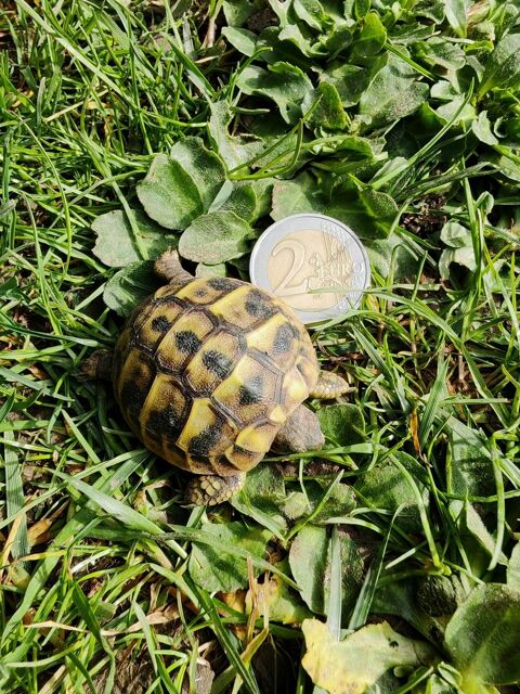 Tortue de terre HH juvénile 90 95500 Gonesse