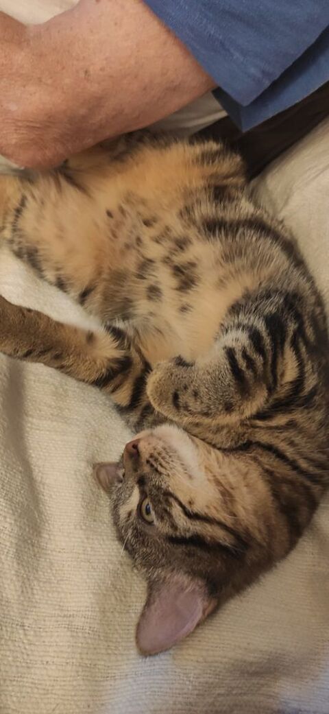 Freya,10 mois, cherche un bon foyer 195 75020 Paris