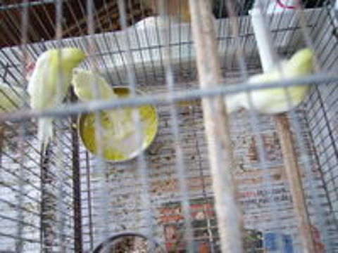   canaris 