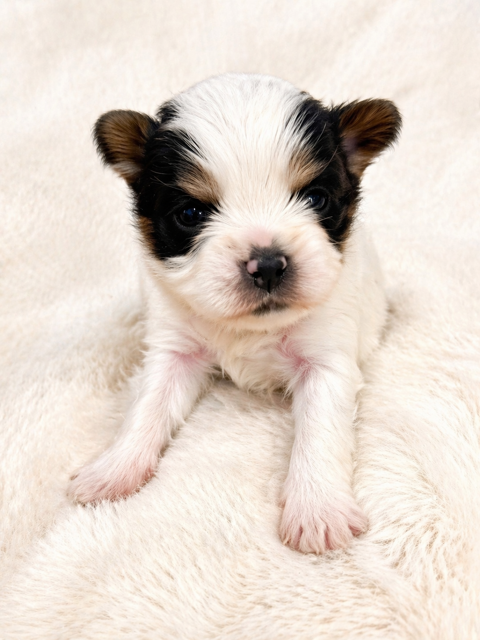 Chiot m&acirc;le Biewer Terrier &agrave; r&eacute;server 2600 38140 Apprieu