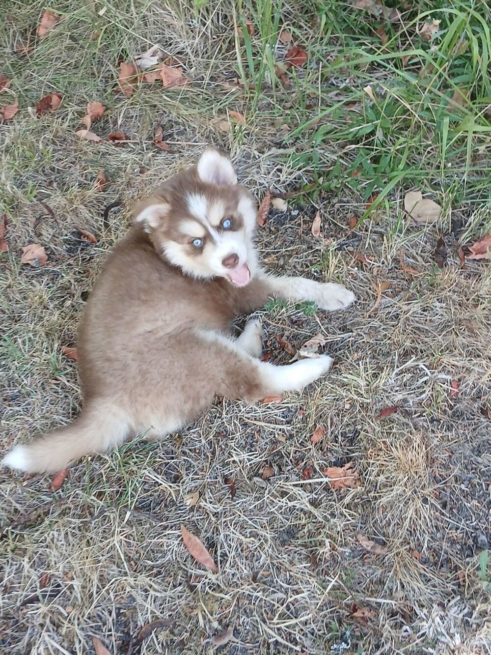   Pomsky mâle  
