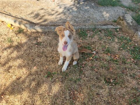 Chiots berger australien non lof 550 19450 Chamboulive