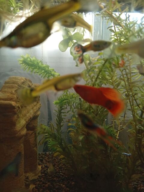 Jeunes platys de couleur ? orange 6 78260 Ach�res