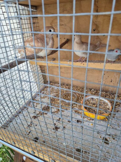 Oiseaux 30 01660 Mzriat