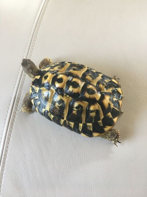 tortue de terre adulte 13170 Les pennes-mirabeau