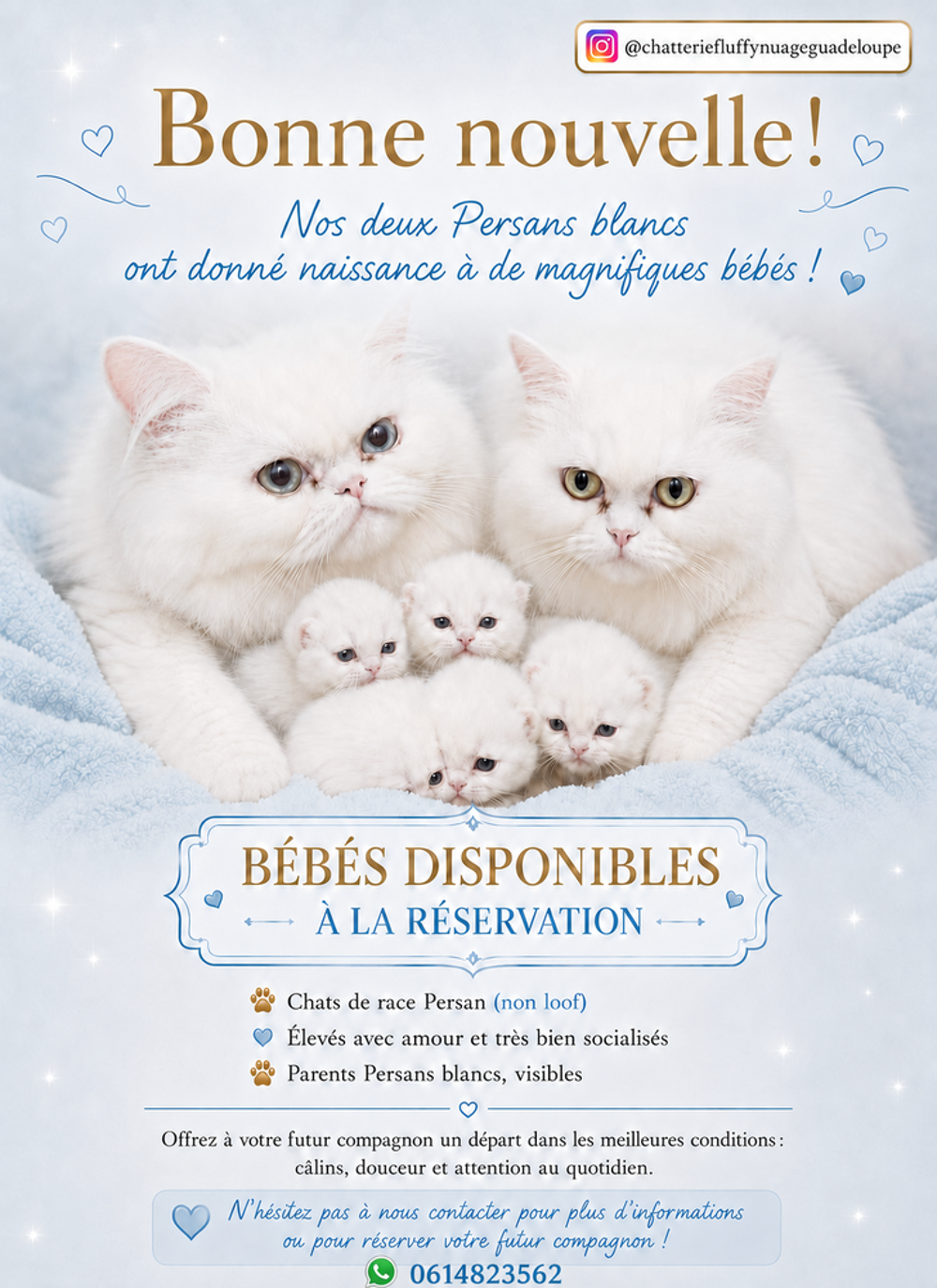   Chatons Persans blancs et Himalayen  
