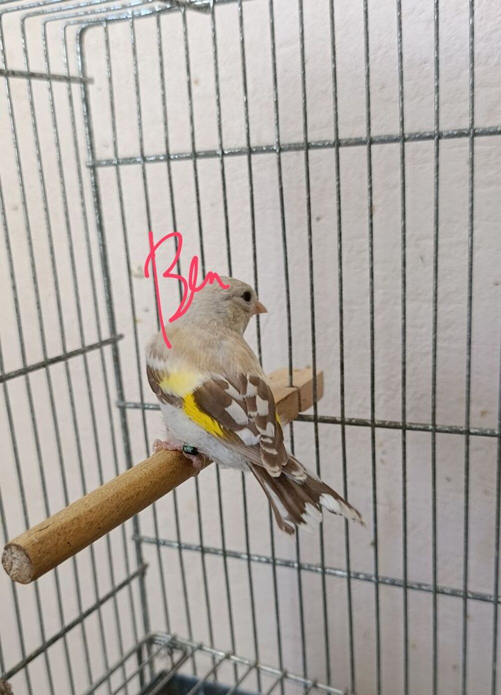  Chardonneret mutation  