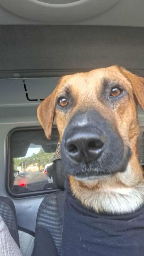 GUELIA grand coeur sur pattes 350 76200 Dieppe