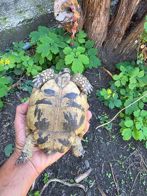 Tortue femelle 250 69190 Saint-fons