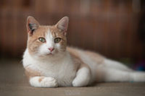   TIBISOU mâle roux et blanc ans 4 ans 