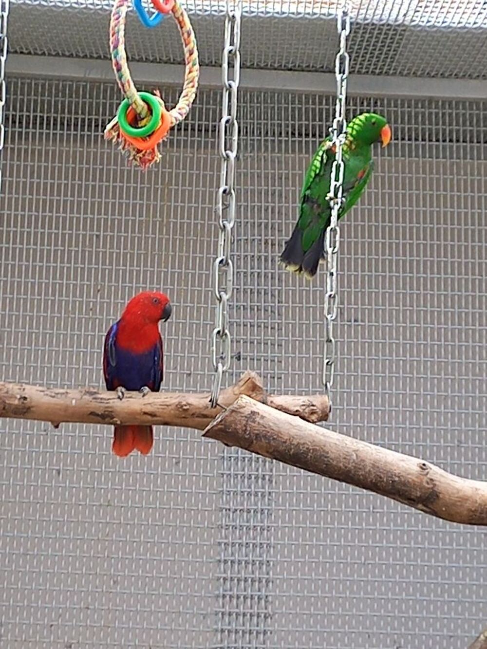   Perroquet eclectus couple  