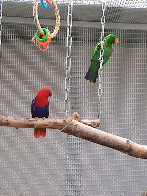 Perroquet eclectus couple 1200 79000 Niort