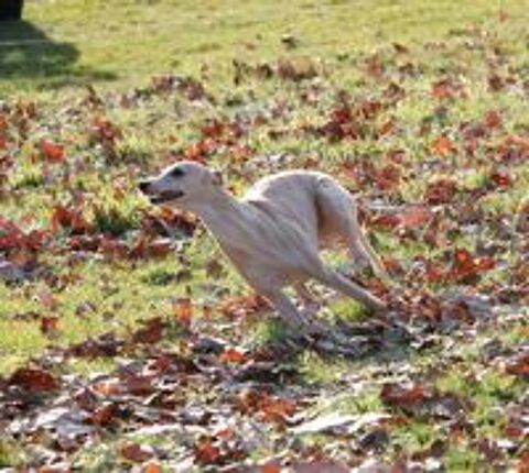   Arlen, chien Lévrier Whippet, disponible pour saillie 