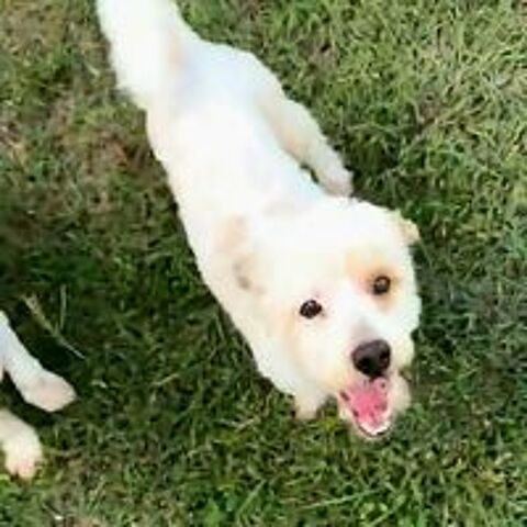   ✨️ QORMI ✨️ 🐶 