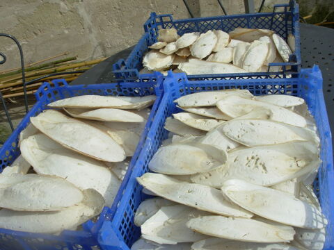 os de seiches pour oiseaux 8 60350 Berneuil-sur-aisne