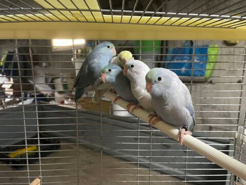 Tou&iuml; Celeste Turquoise 60 44110 Ch�teaubriant