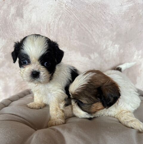 À réserver bébés shih tzu de petit gabarit 850 19100 Brive-la-gaillarde