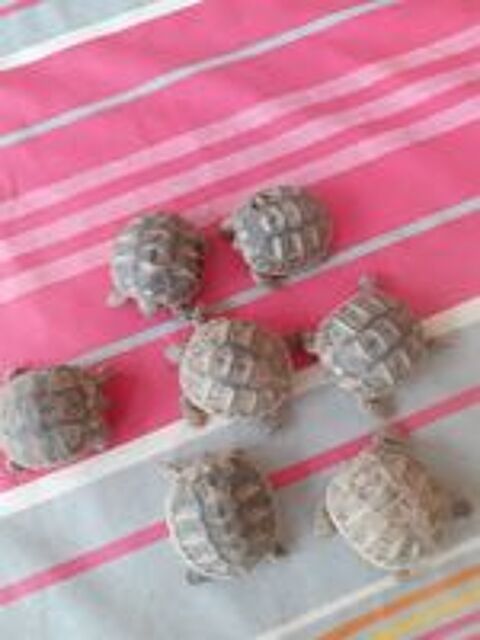   Tortues jeunes nes en septembre 2024 