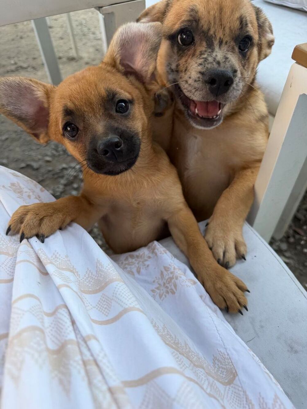   chiot 