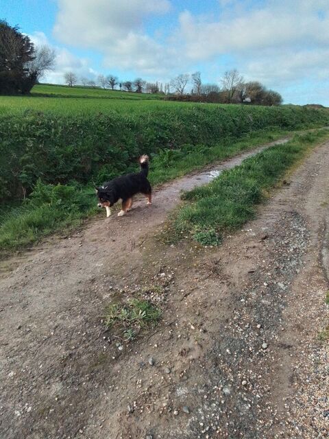 Donne berger australien. 0 22500 Paimpol
