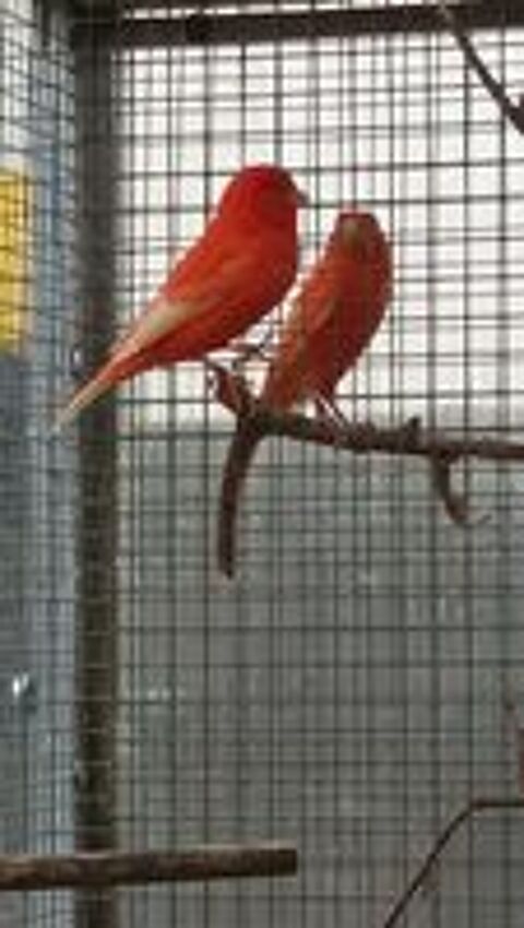   canaris 