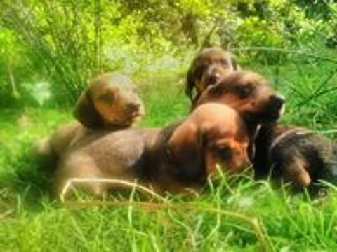   Chiots Teckel Nains de couleur fauve charbonné NON LOF 
